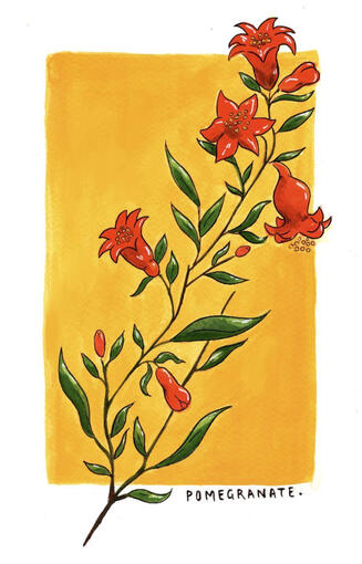 Pomegranate Flower - watercolour, pencil