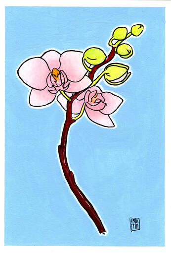 Orchids, watercolour, gouache