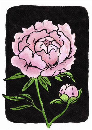Peony study, watercolour, gouache, pencil, ink