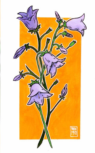 Bluebella, watercolour, gouache